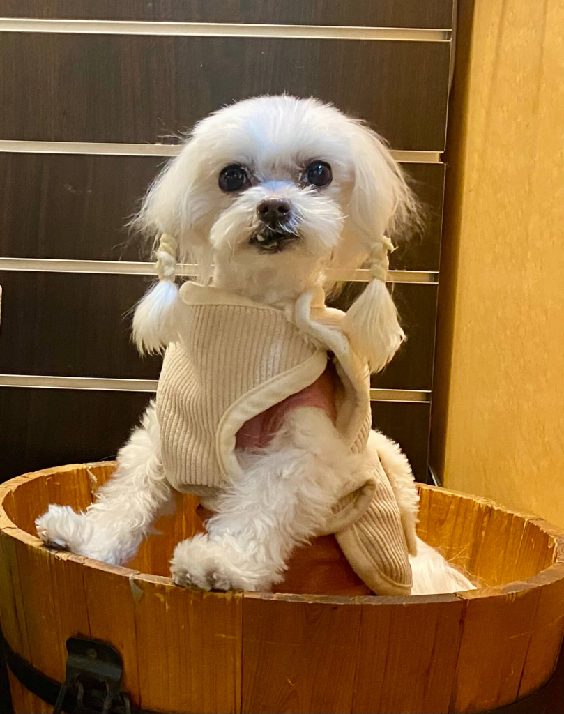 アビーくん