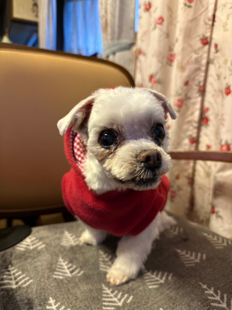 シフォンくん