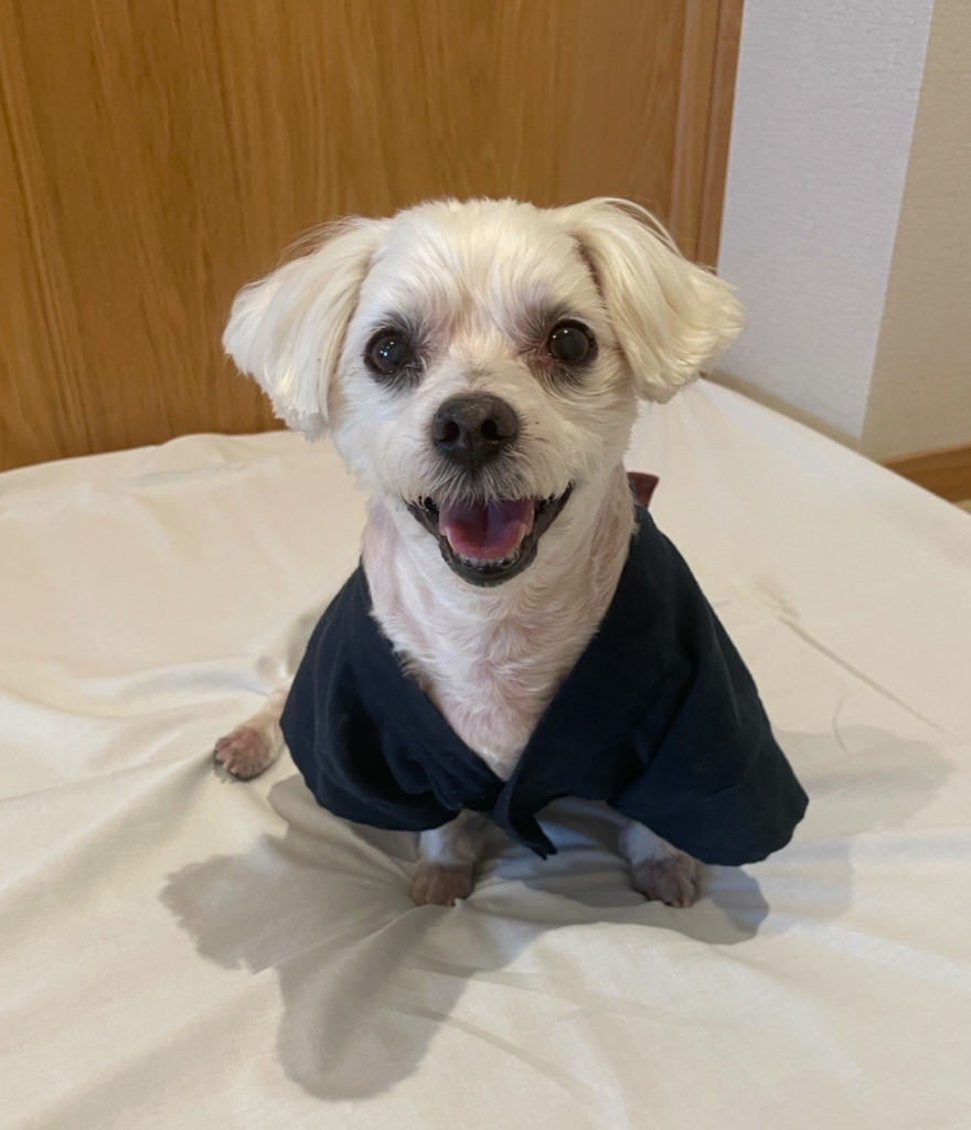 マッシュくん
