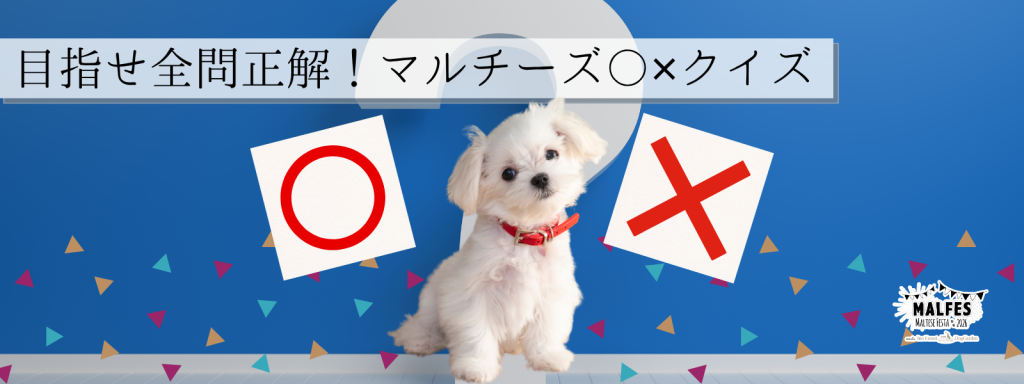 目指せ全問正解！マルチーズ〇✕クイズ