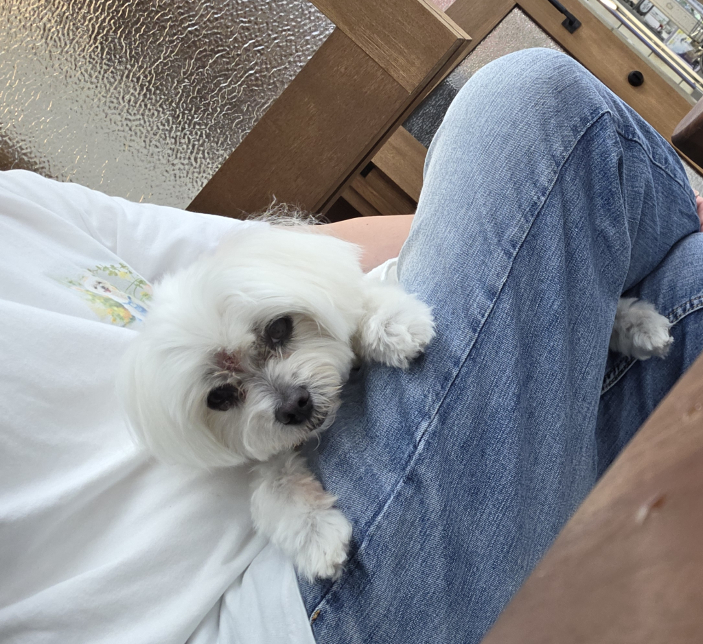 ちーずちゃん