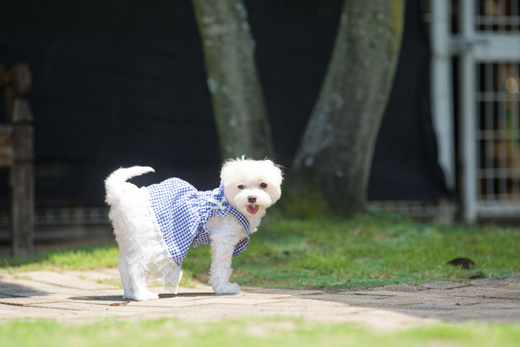 もこちゃん