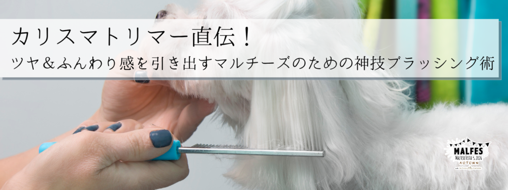 カリスマトリマー直伝！ツヤ＆ふんわり感を引き出すマルチーズのための神技ブラッシング術